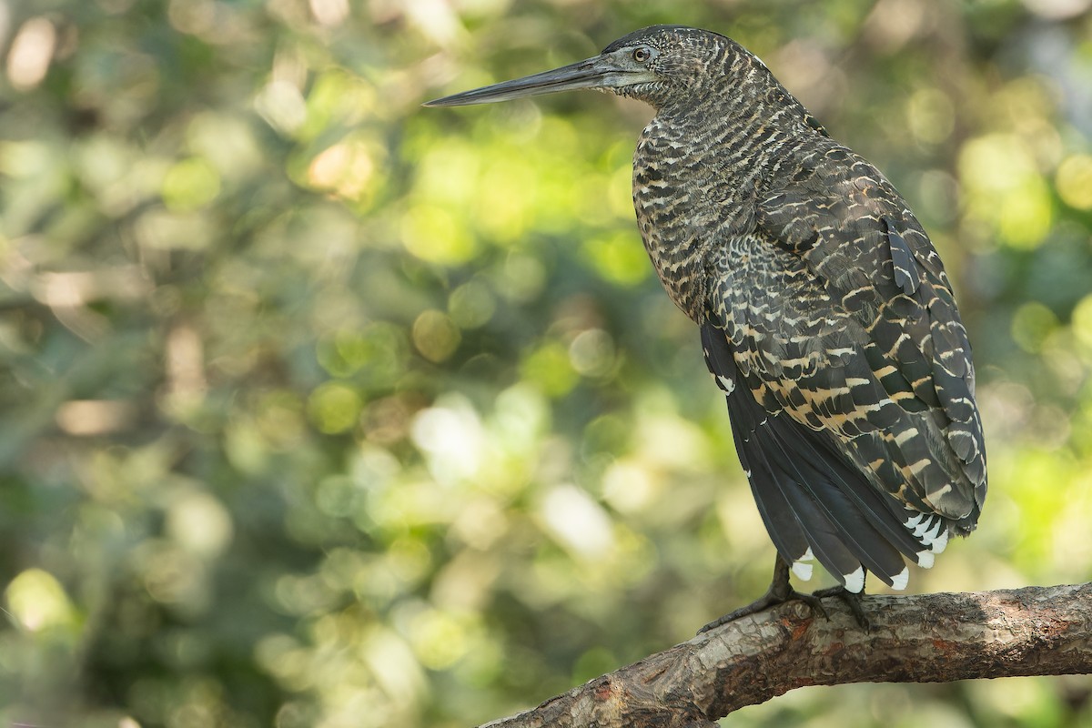 White-crested Tiger-Heron - ML631512113