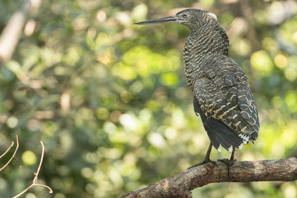 White-crested Tiger-Heron - ML631512114