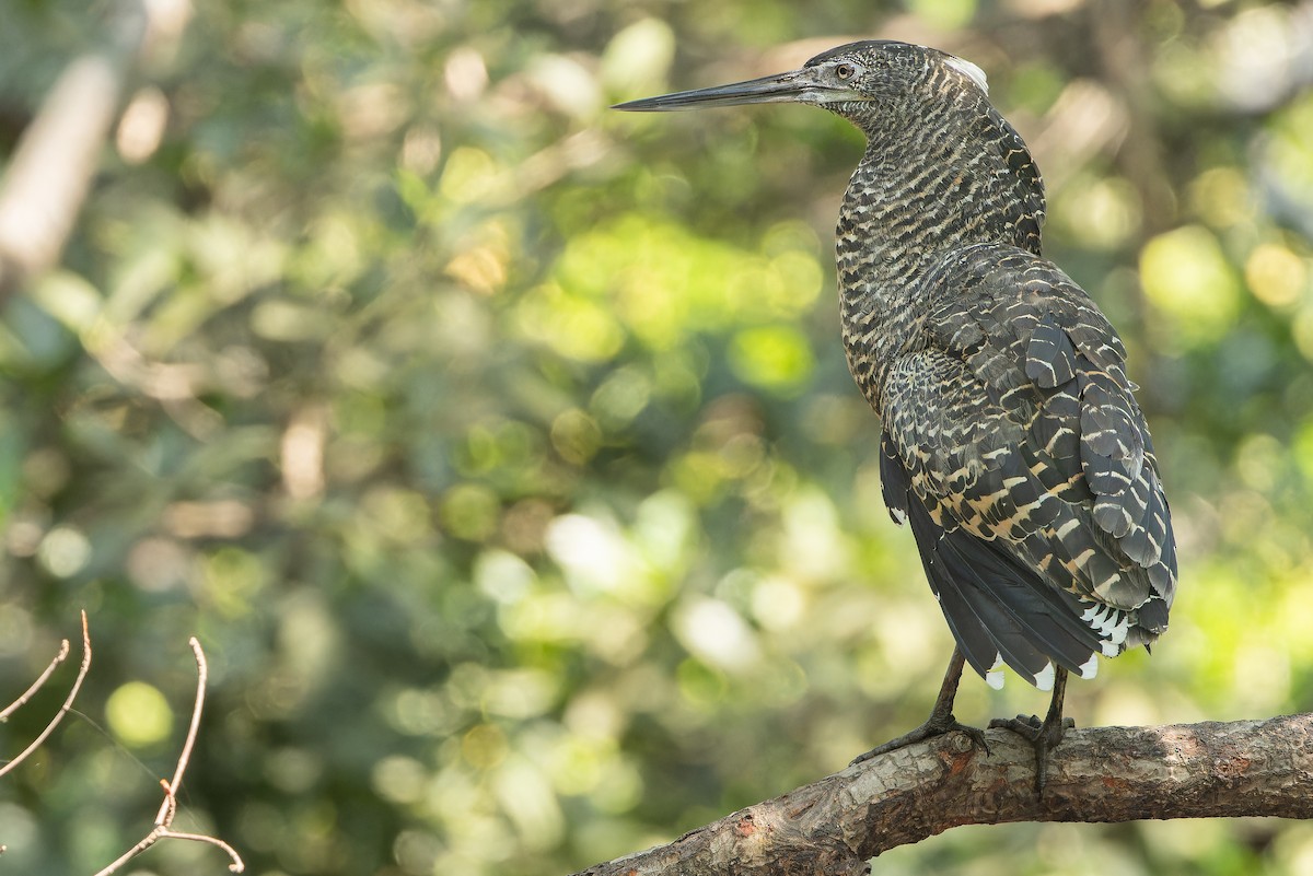 White-crested Tiger-Heron - ML631512116