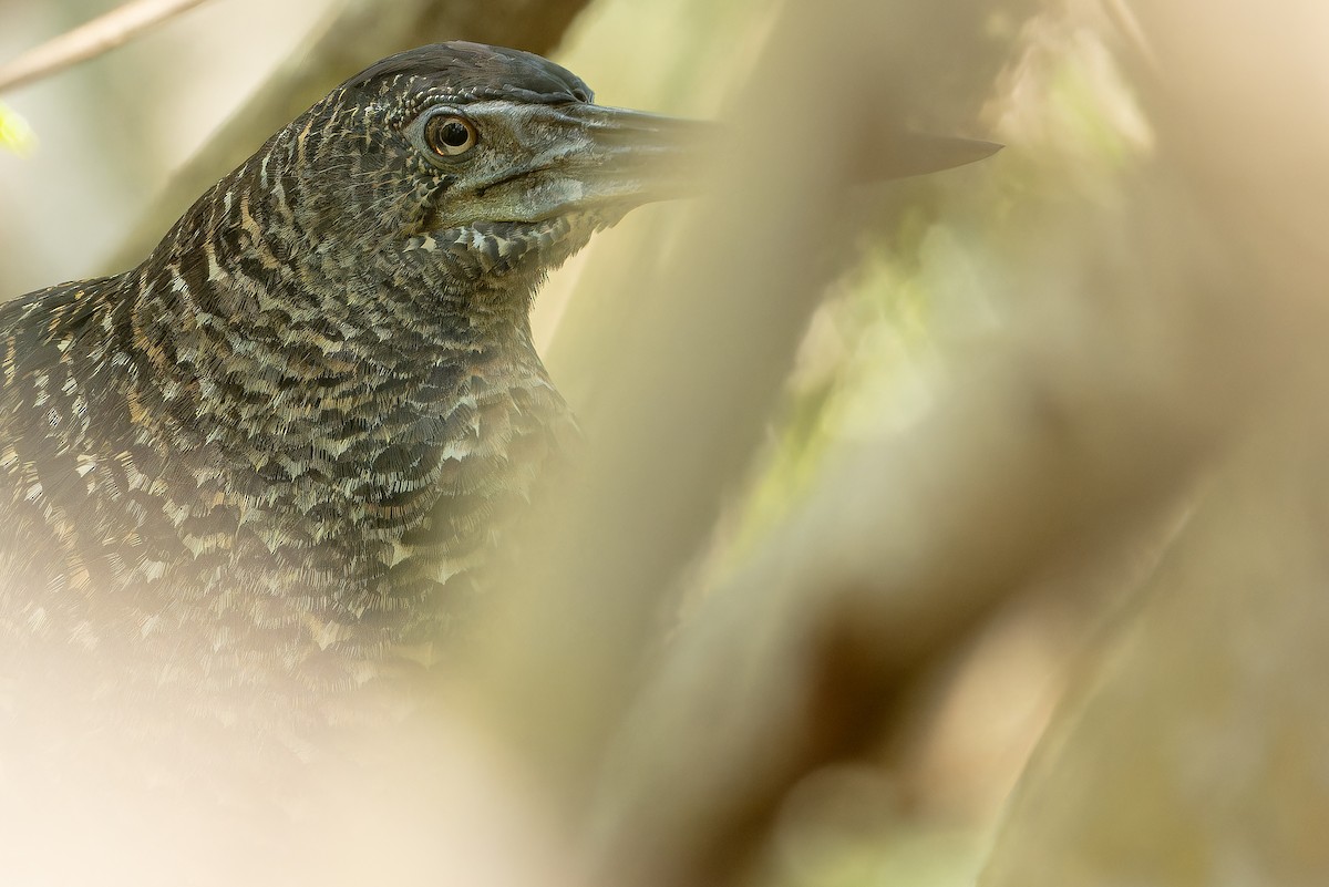 White-crested Tiger-Heron - ML631512117