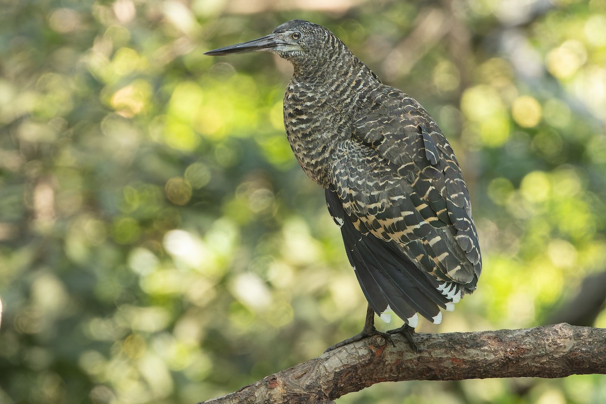 White-crested Tiger-Heron - ML631512118