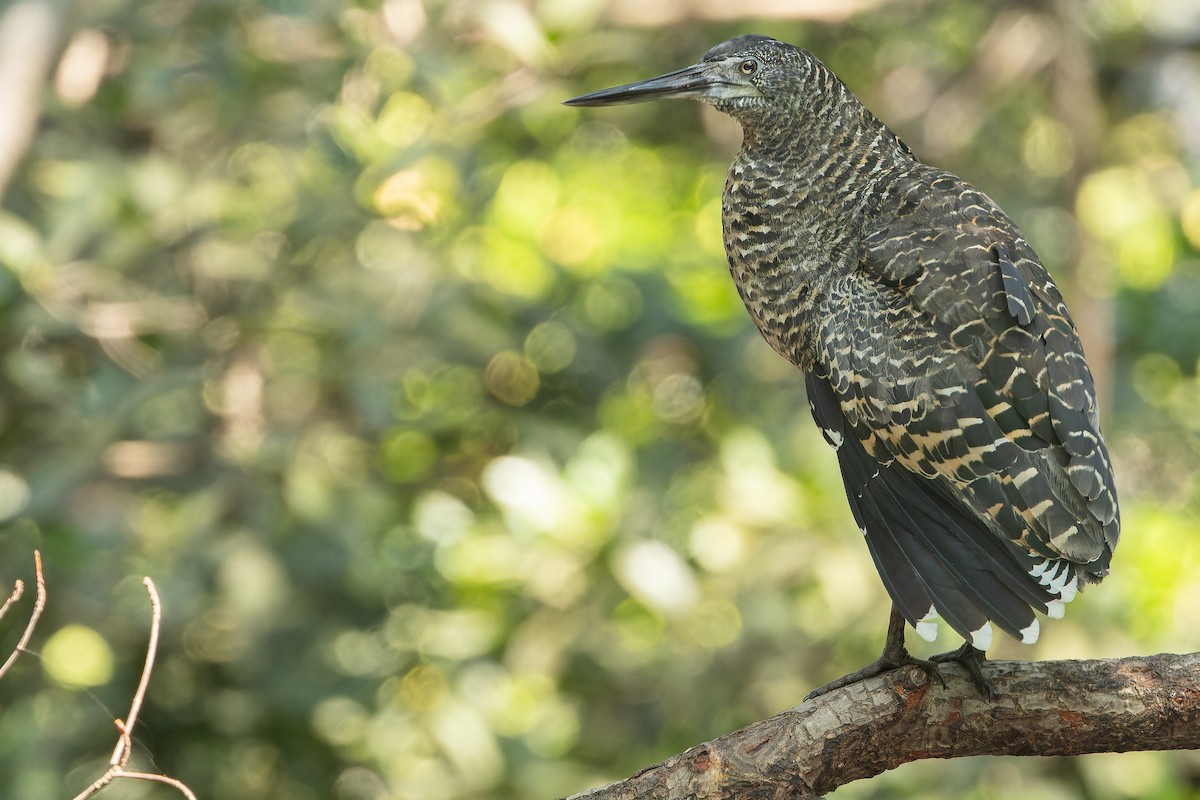 White-crested Tiger-Heron - ML631512119