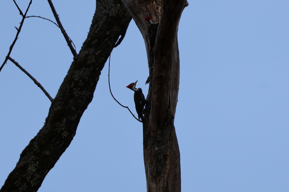 Pileated Woodpecker - ML631512134