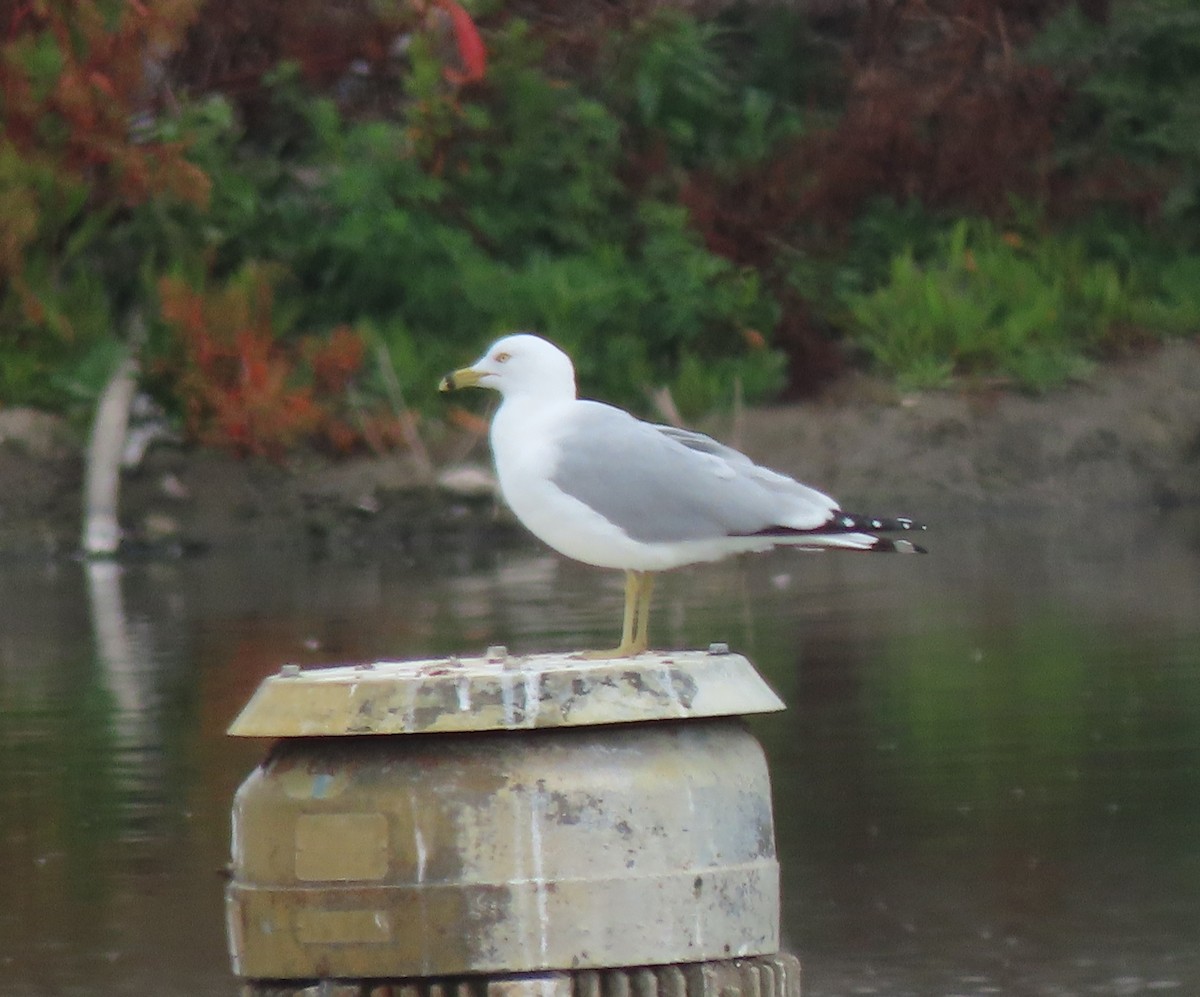 Ring-billed Gull - ML631512607