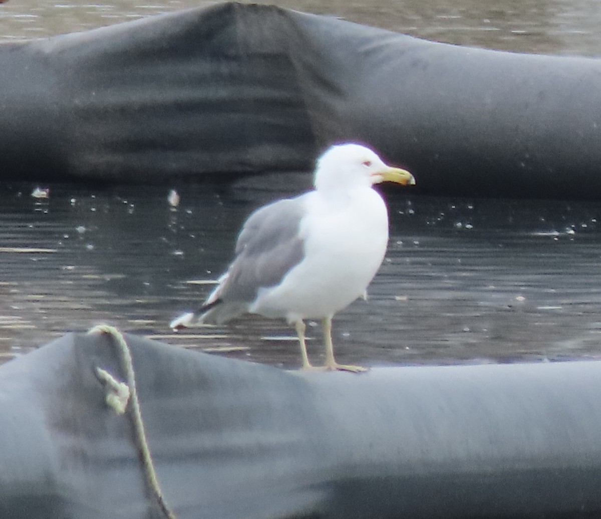 California Gull - ML631512632