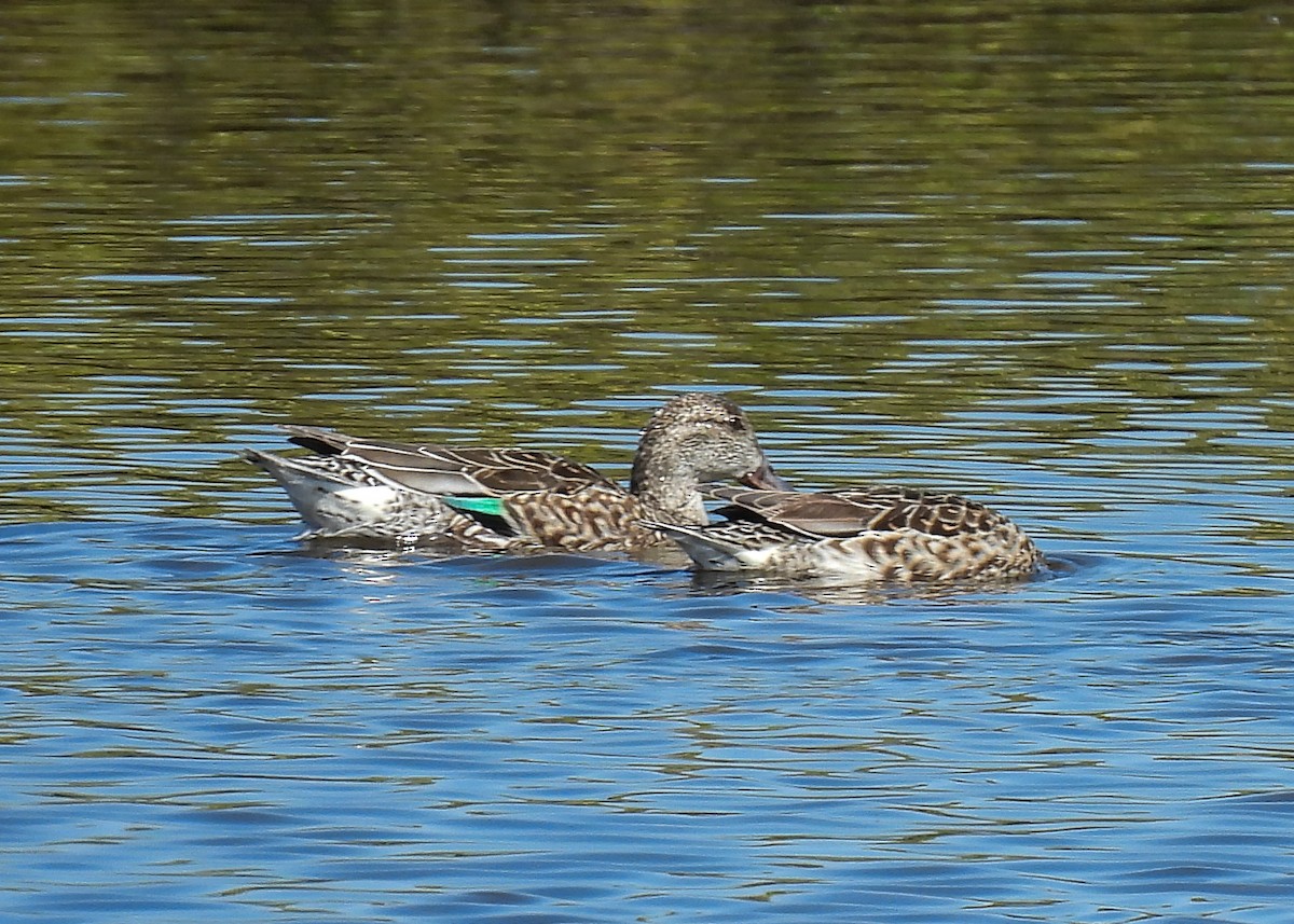 Green-winged Teal - ML631513009