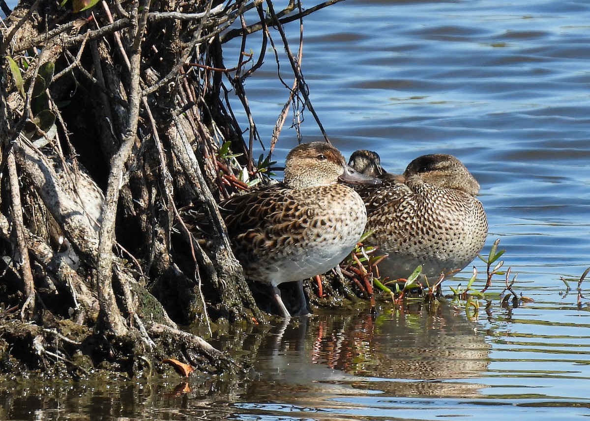 Green-winged Teal - ML631513010