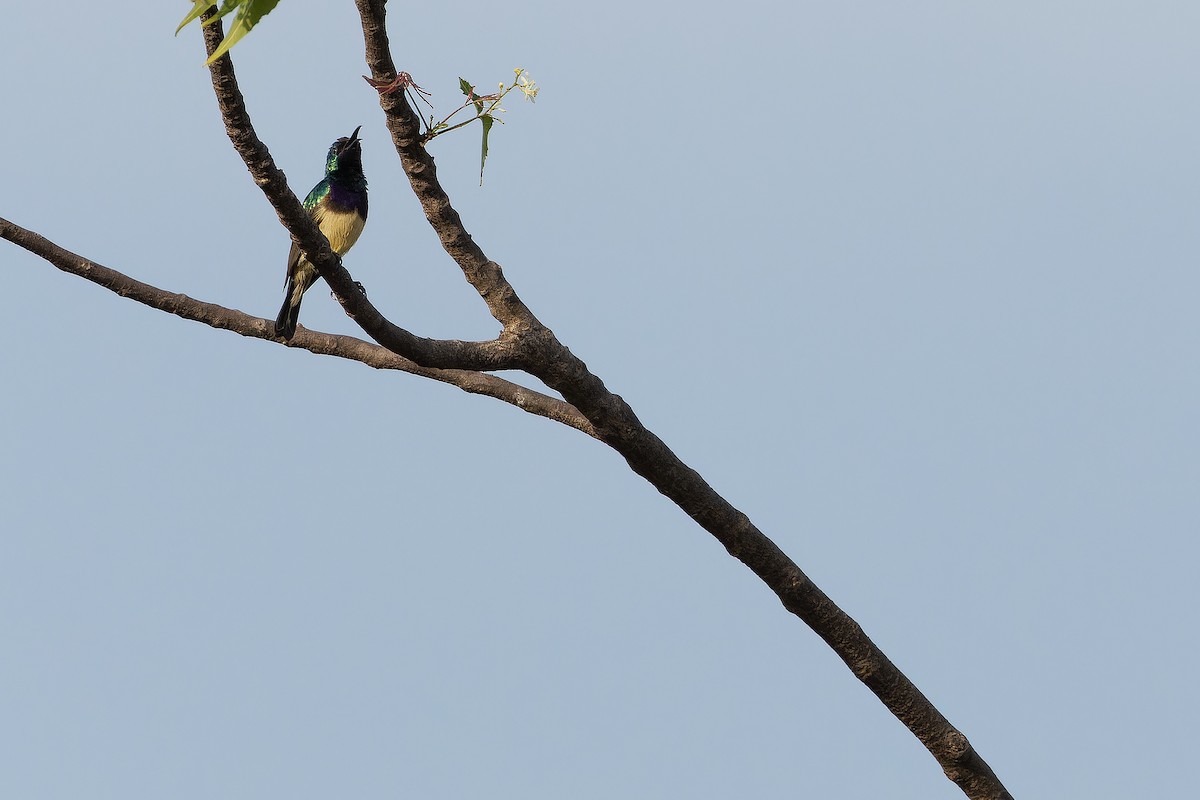 Variable Sunbird - ML631513061