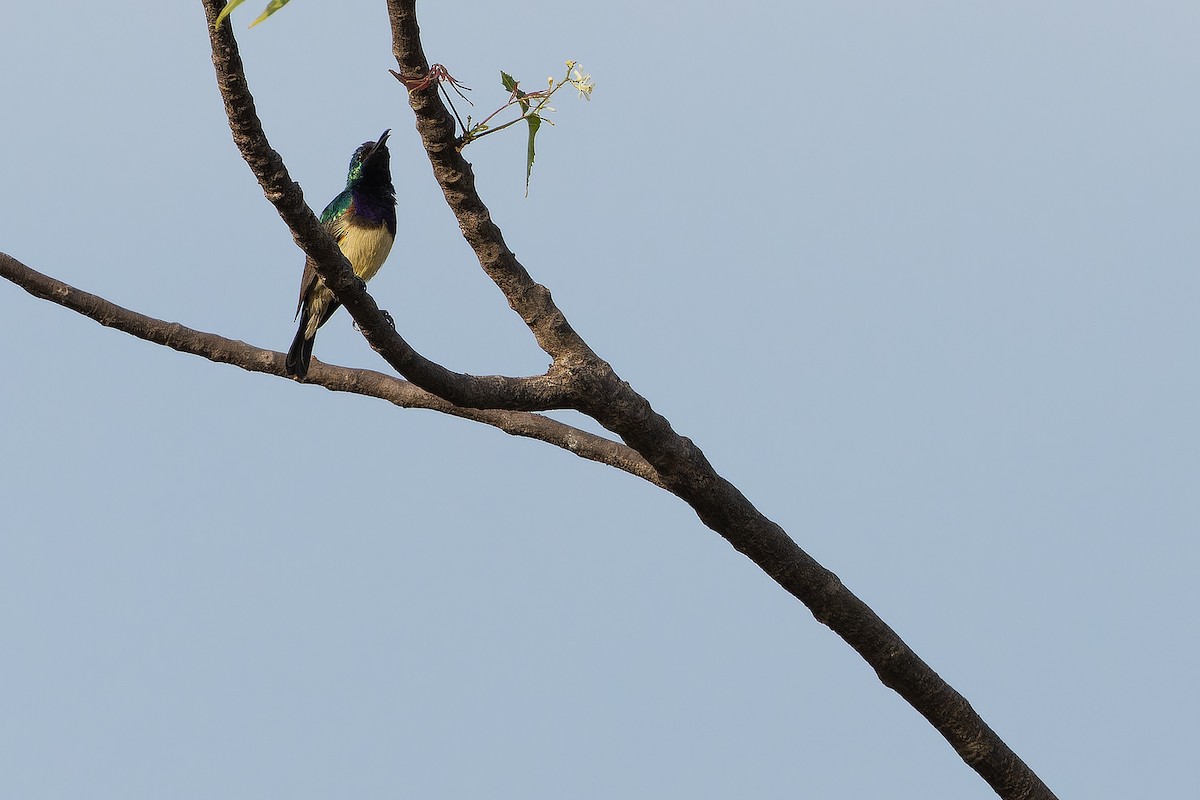 Variable Sunbird - ML631513062