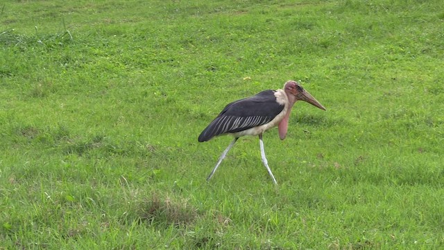 Marabou Stork - ML631513397