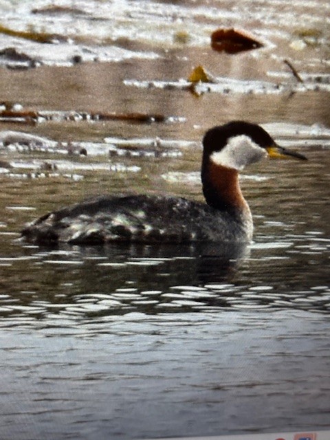 Red-necked Grebe - ML631513599