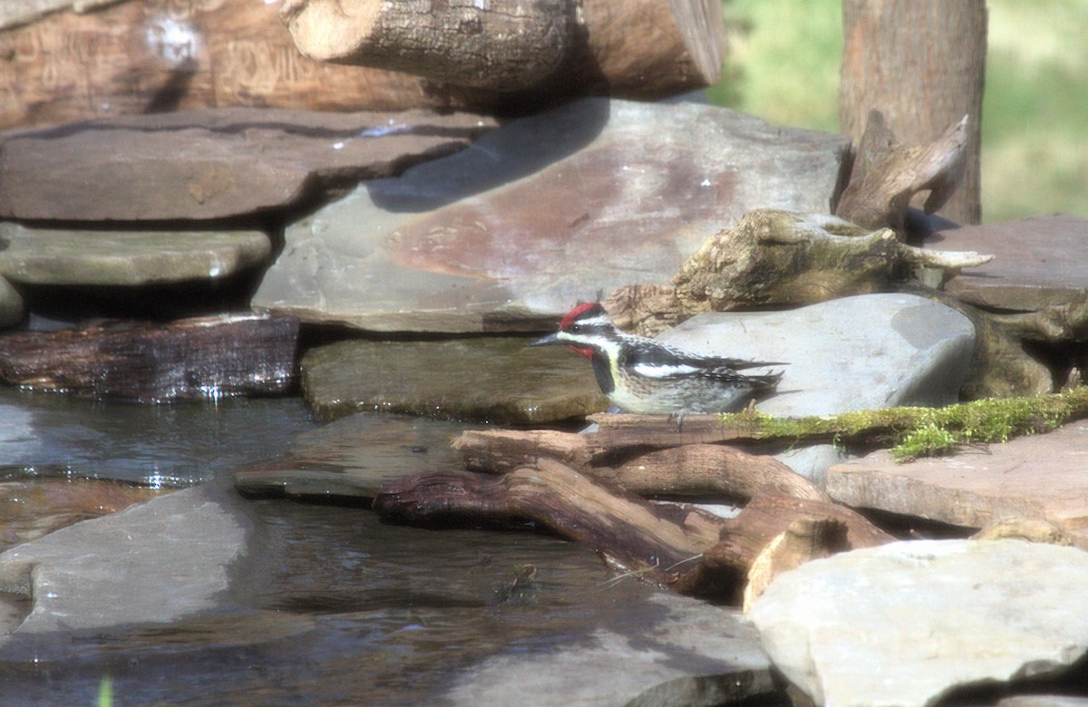 Yellow-bellied Sapsucker - ML631513625