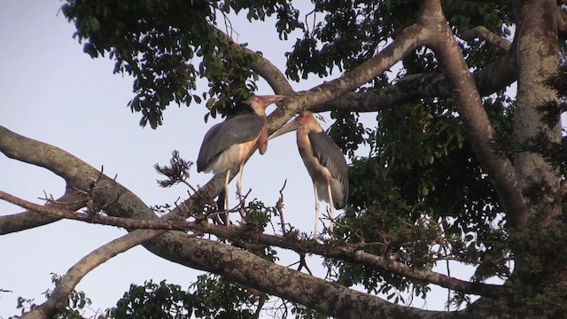Marabou Stork - ML631513835
