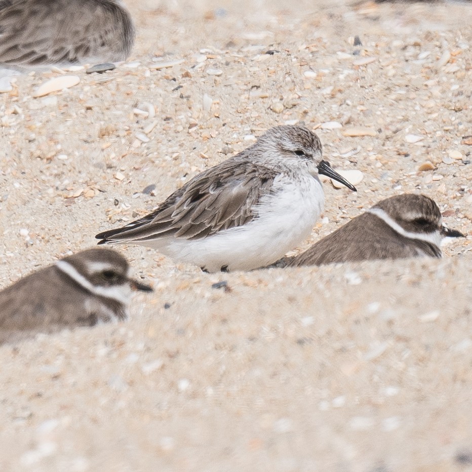 Western Sandpiper - ML631513898