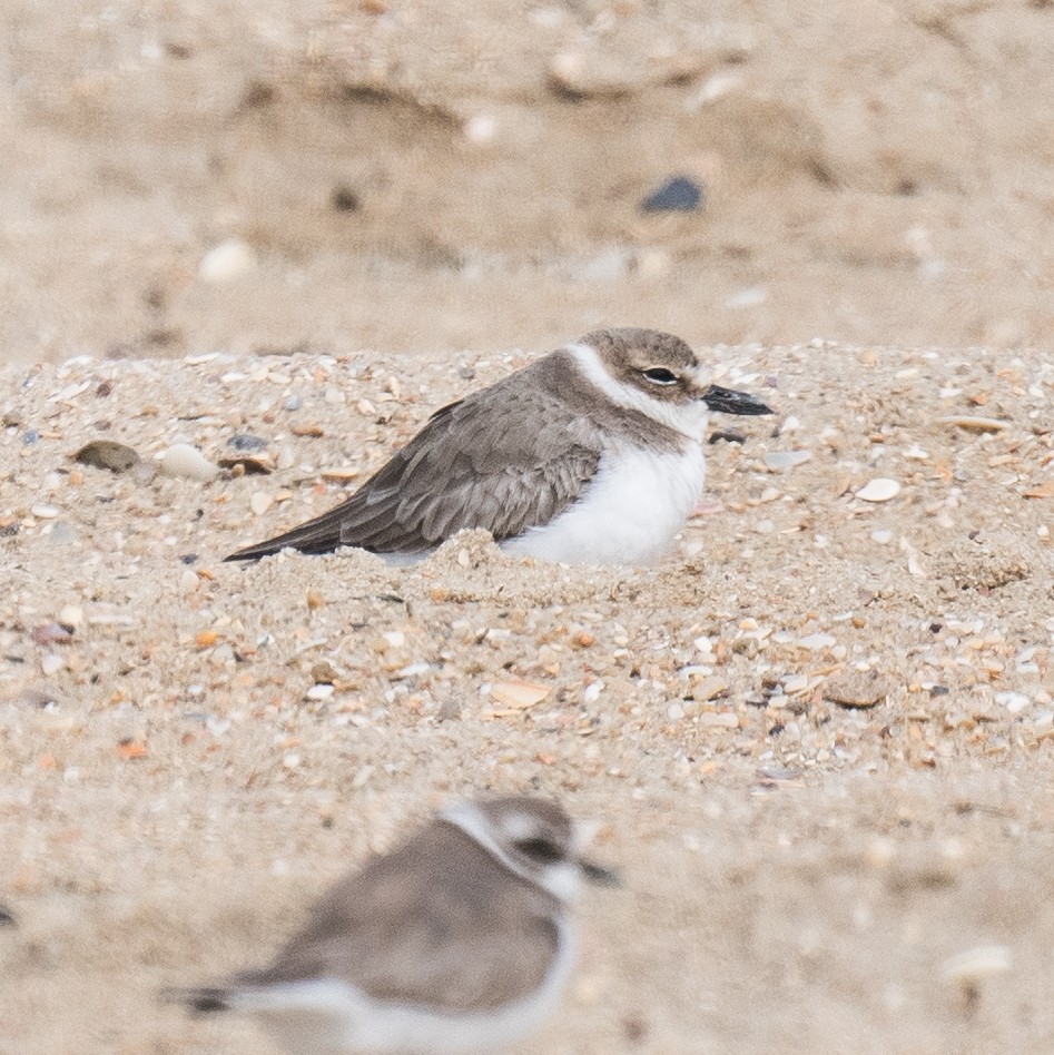 Wilson's Plover - ML631513937
