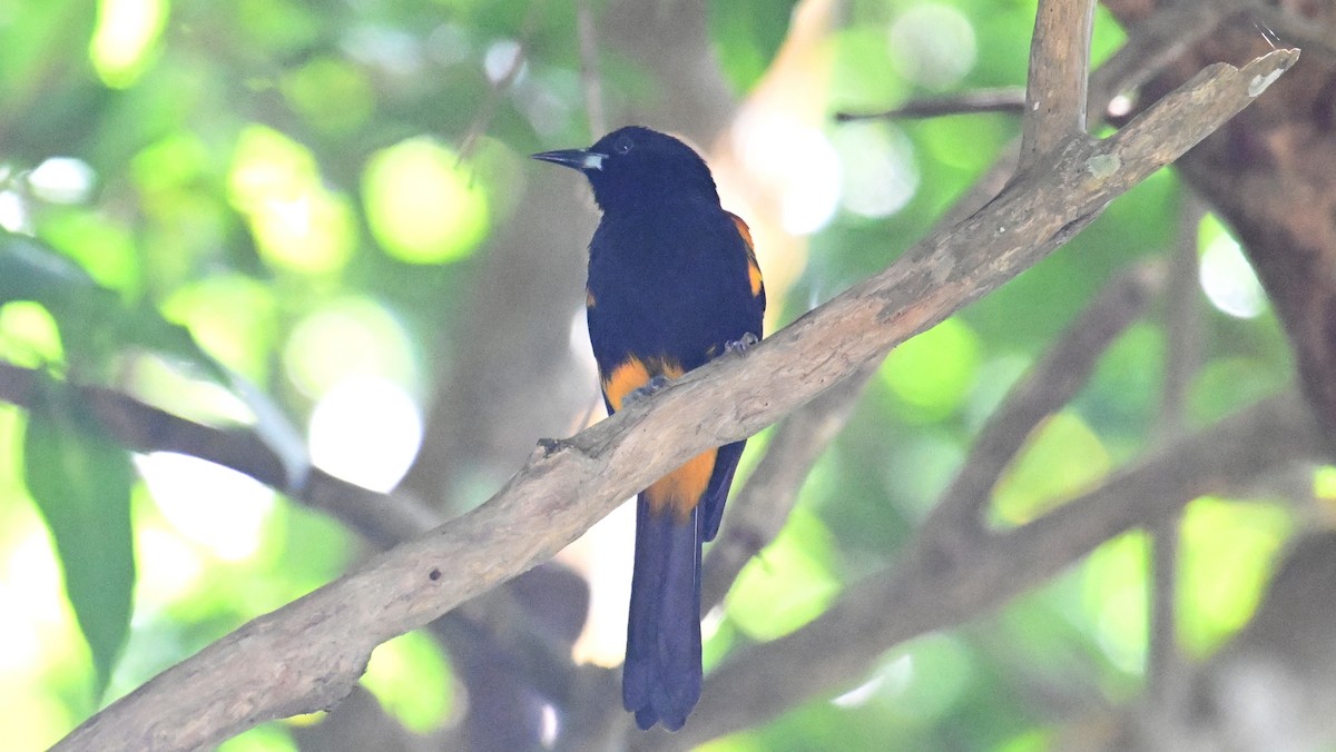 St. Lucia Oriole - ML631513966