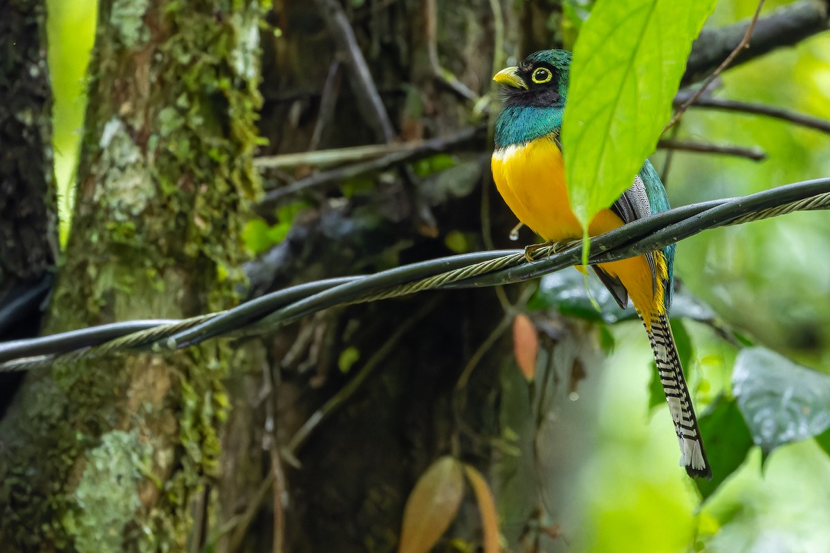 Choco Black-throated Trogon - ML631513993