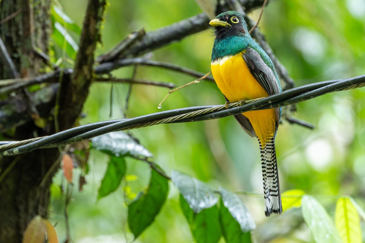 Choco Black-throated Trogon - ML631513994