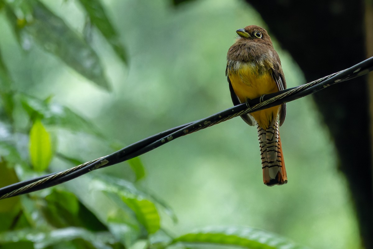 Choco Black-throated Trogon - ML631513997