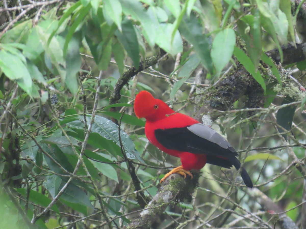 Andean Cock-of-the-rock - ML631514035