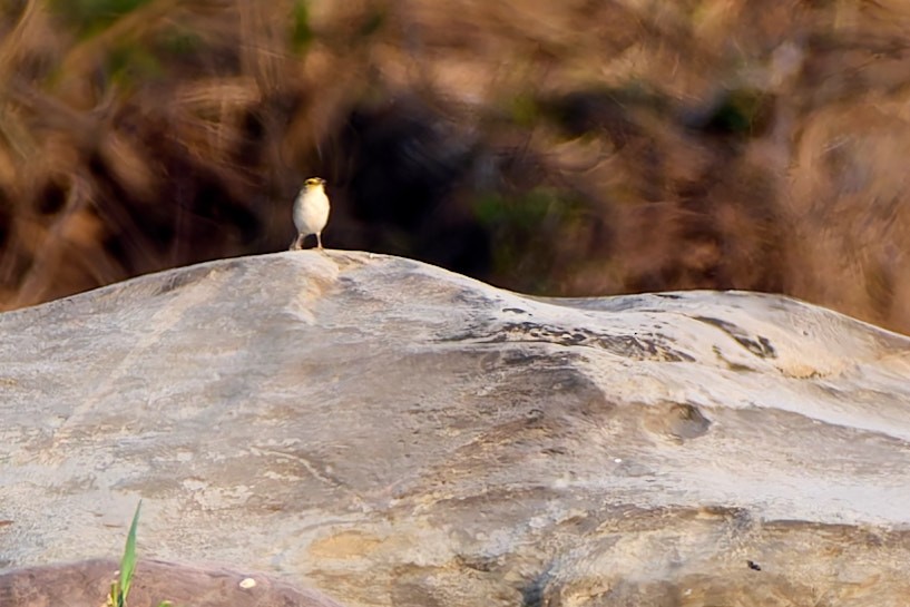 Желтощёкая овсянка-барсучок - ML631514091