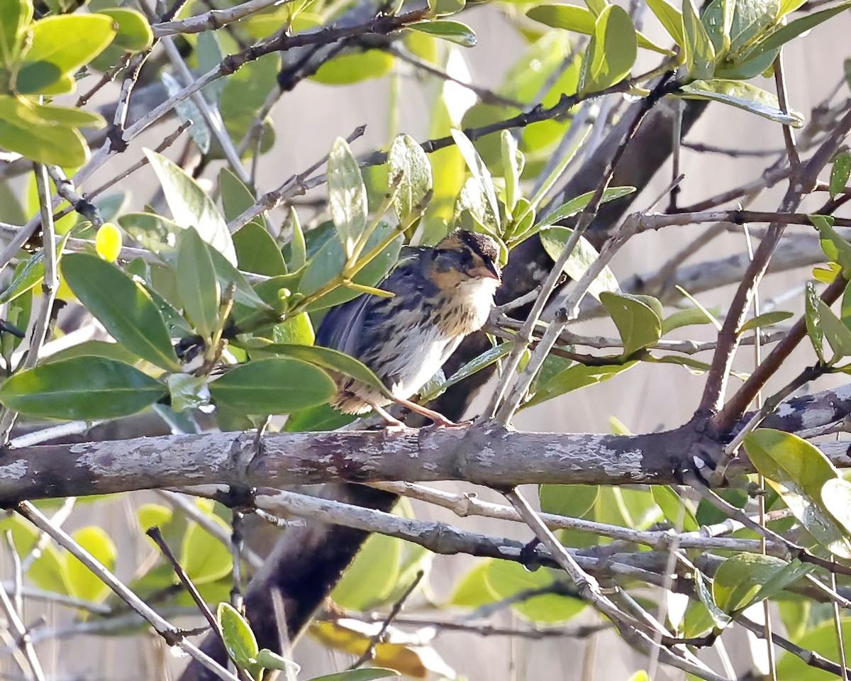 Saltmarsh Sparrow - ML631514393