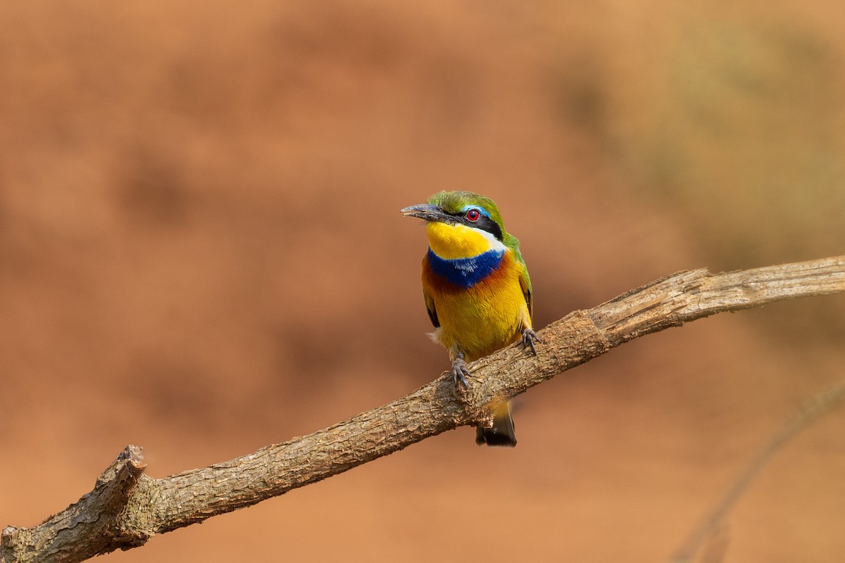 Blue-breasted Bee-eater - ML631514545