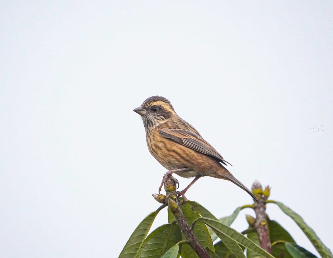 Pink-browed Rosefinch - ML631514547