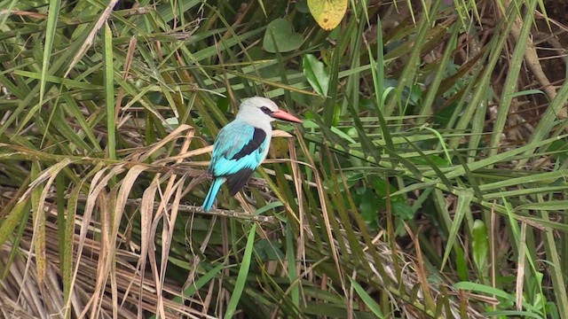 Woodland Kingfisher - ML631514700