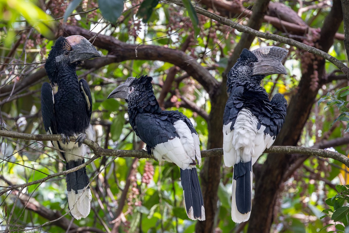 Black-and-white-casqued Hornbill - ML631514735