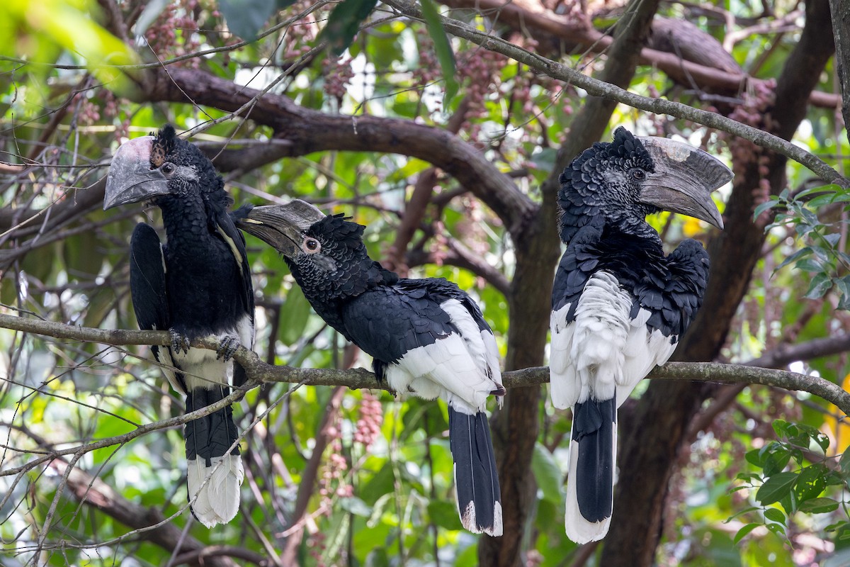 Black-and-white-casqued Hornbill - ML631514736