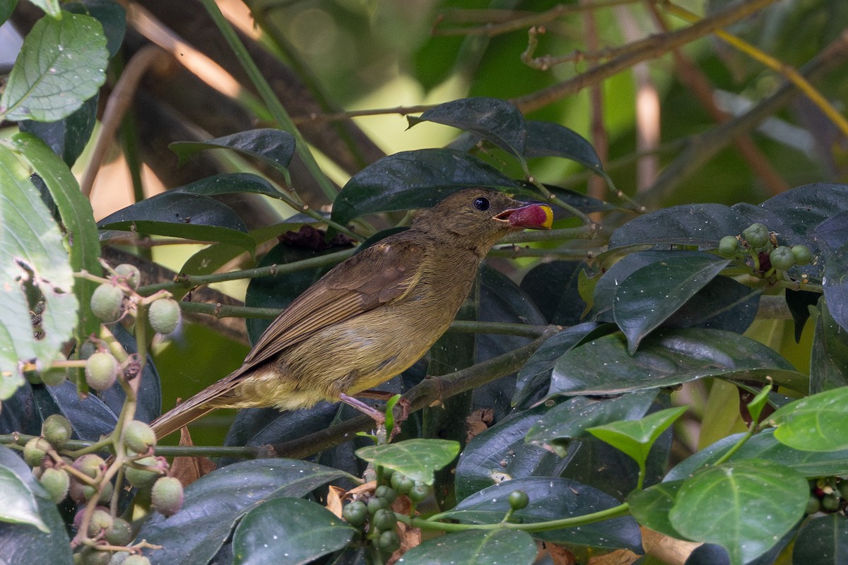Little Greenbul - ML631514766