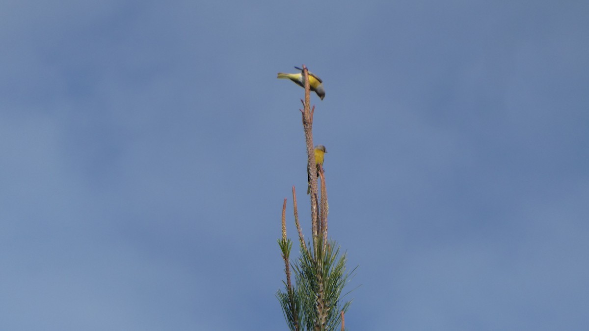 Cape Canary - ML631514807
