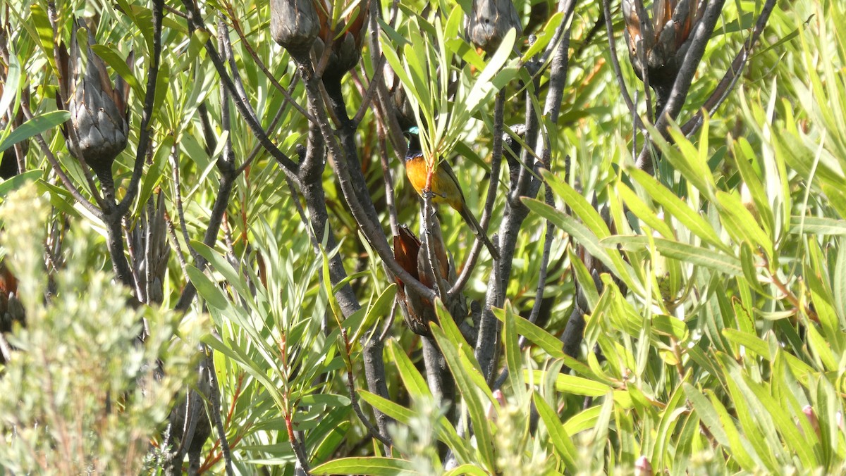Orange-breasted Sunbird - ML631514834