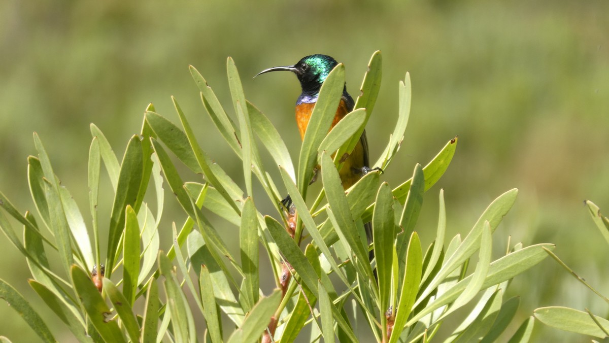 Orange-breasted Sunbird - ML631514855