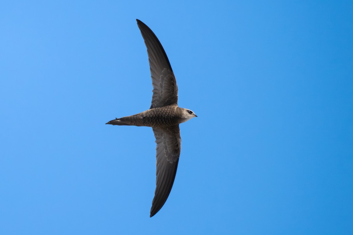 Pallid Swift - ML631514938