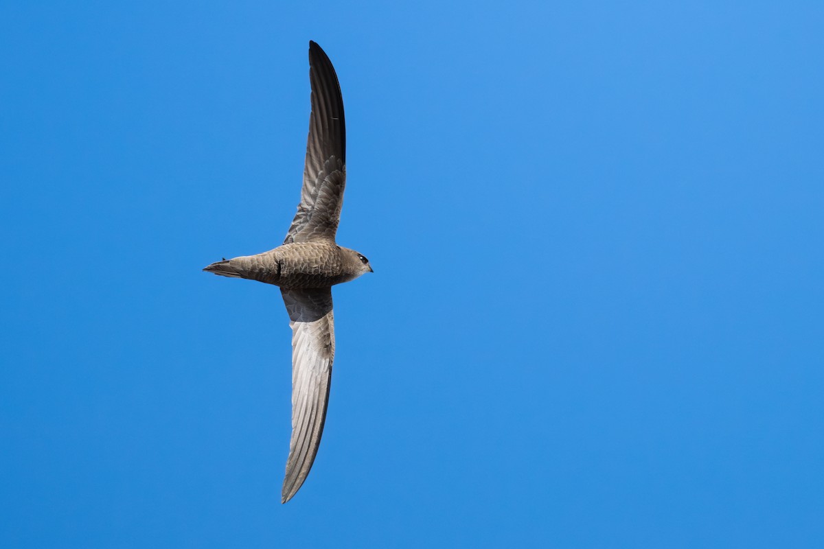 Pallid Swift - ML631514939