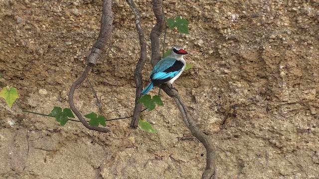 Woodland Kingfisher - ML631514946