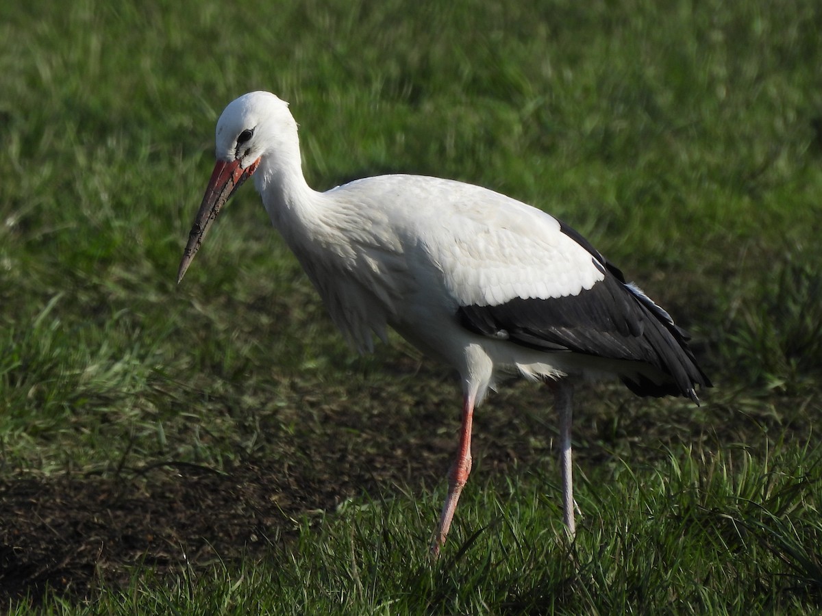 White Stork - ML631514991