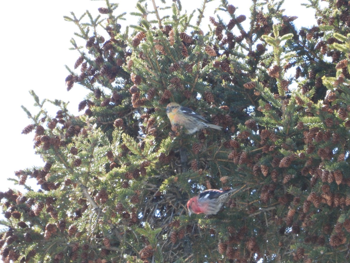 White-winged Crossbill - ML631515020