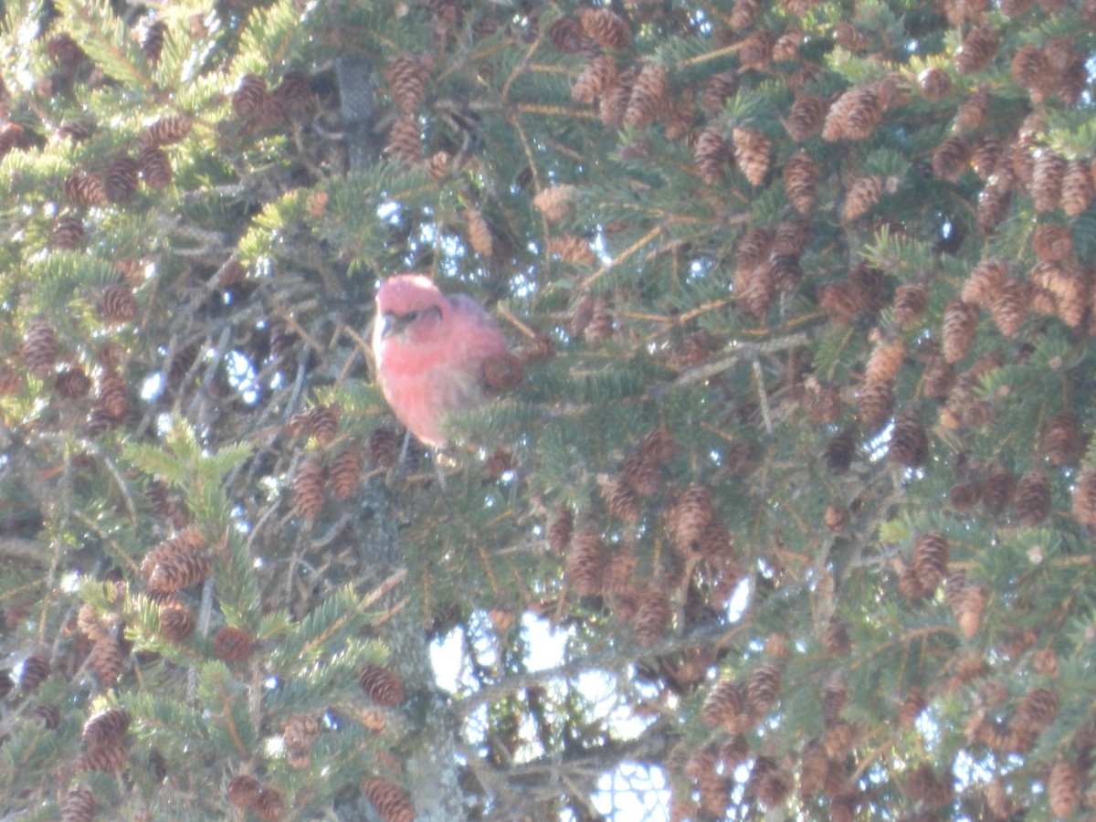 White-winged Crossbill - ML631515032