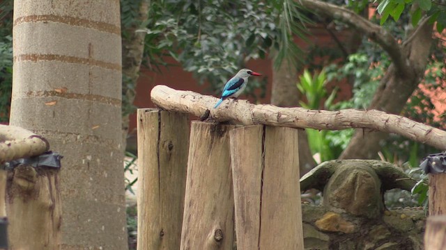 Woodland Kingfisher - ML631515090