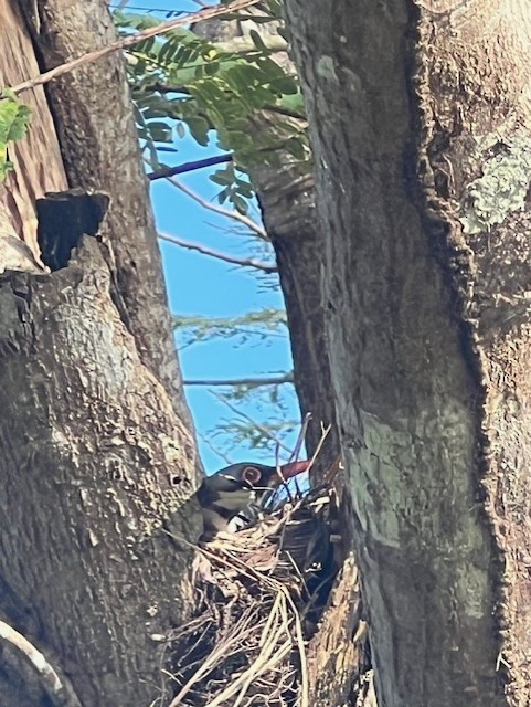 Eastern Red-legged Thrush - ML631515102