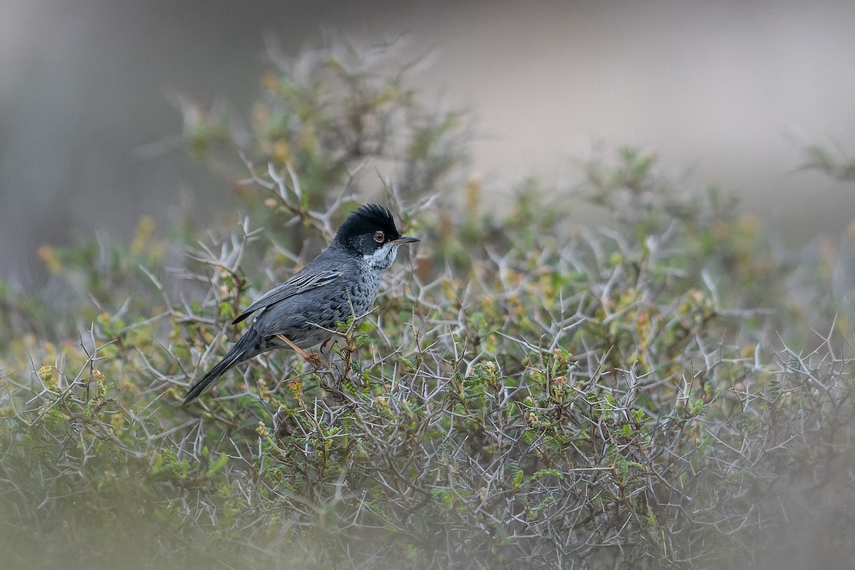 pěnice kyperská - ML631515105