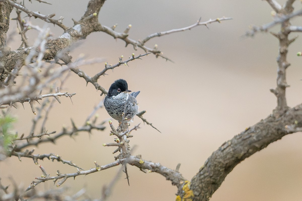 pěnice kyperská - ML631515108