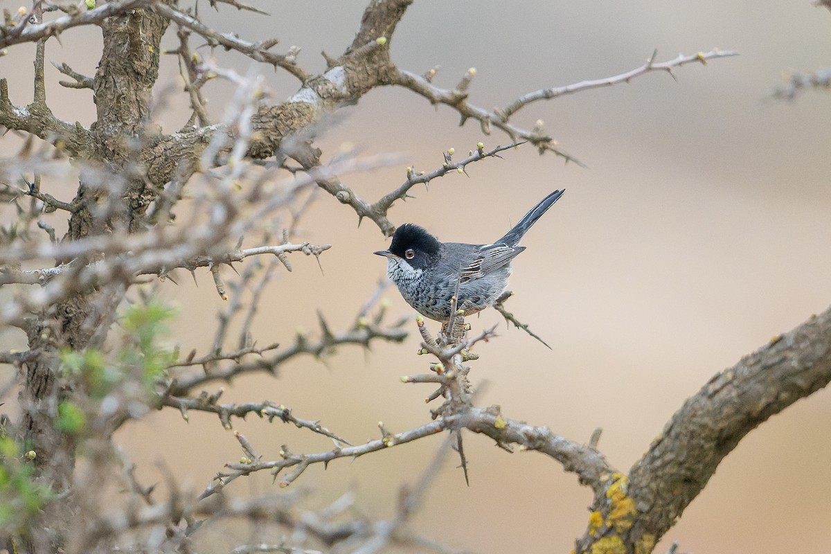 pěnice kyperská - ML631515109