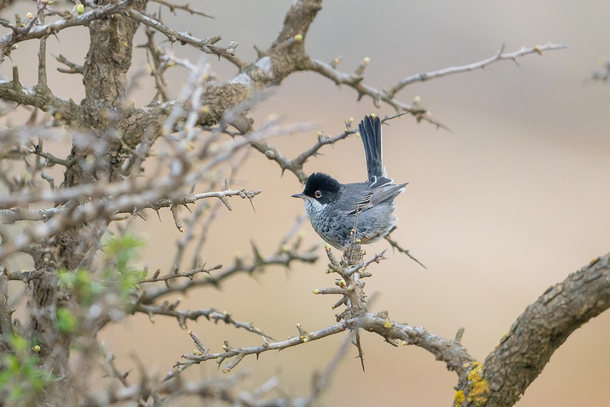 pěnice kyperská - ML631515110