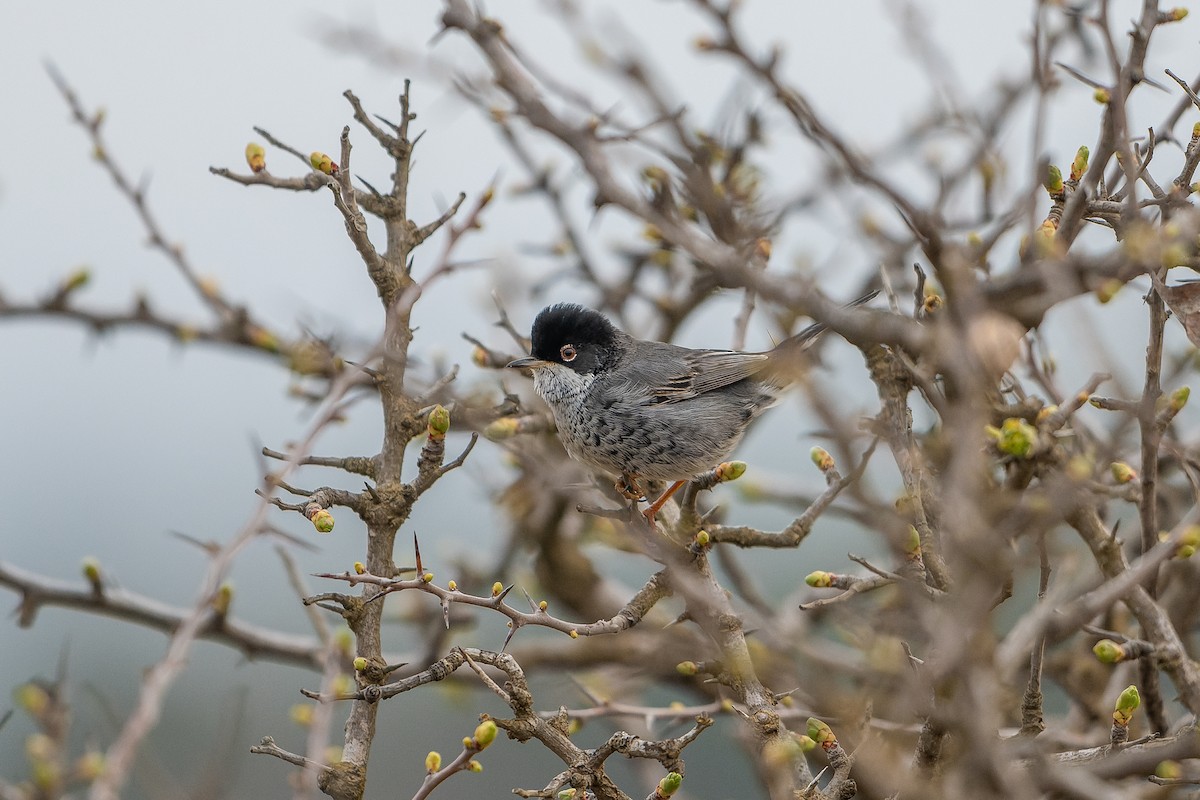 pěnice kyperská - ML631515111