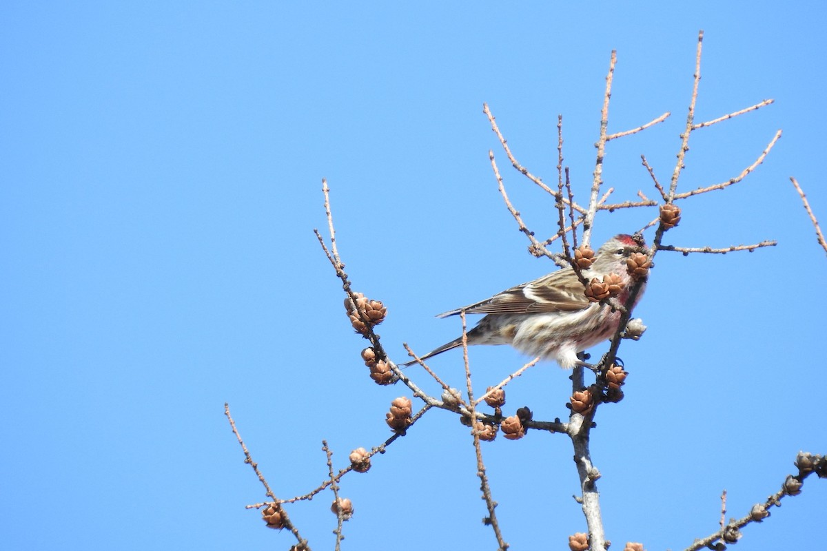 Redpoll - ML631515120