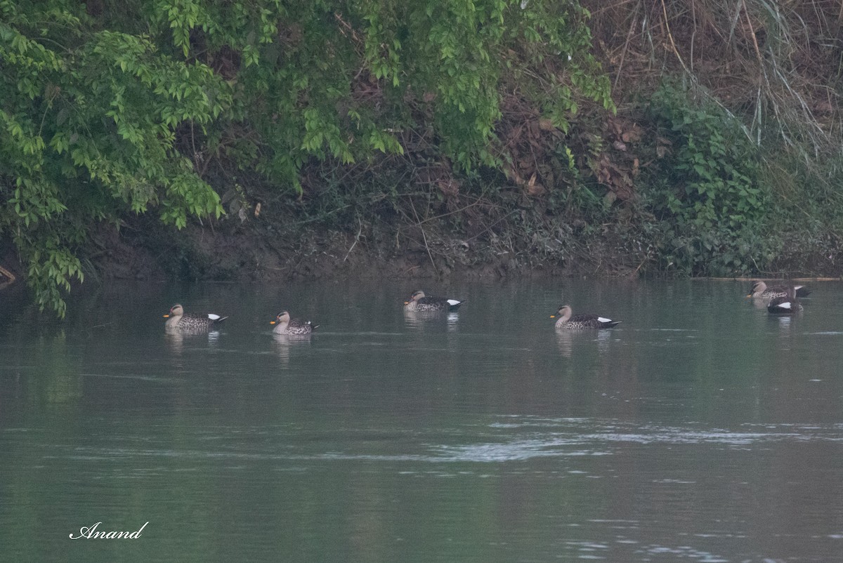Indian Spot-billed Duck - ML631515211